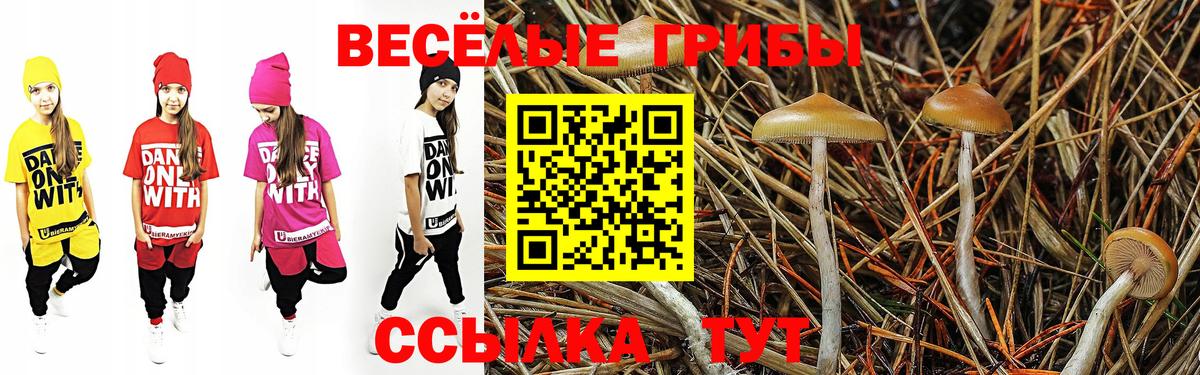 Галлюциногенные грибы Psilocybine cubensis Клинцы